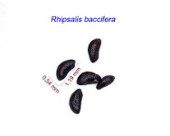 Rhipsalis baccifera .jpg